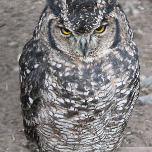 African eagle owl