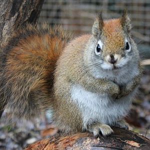 Squirrel ID