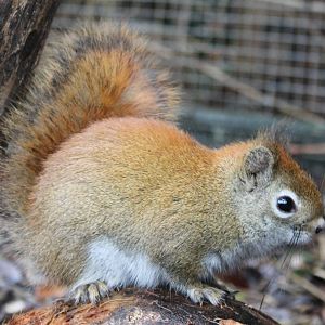 Squirrel ID