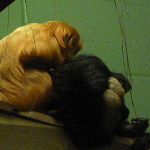 Mixed exhibit, December 2015