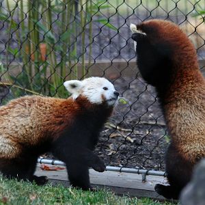 Archie and Beatrix playing - 12/14/15