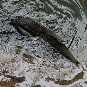 Tulum and her daughter going for a swim - 12/14/15
