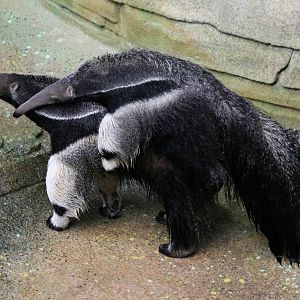 Tulum and her almost 7-month-old daughter - 12/14/15