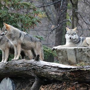3 of the 4 6-month-old wolf pups - 12/14/15