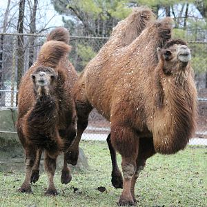 Bactrian camels on the run - 12/14/15