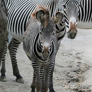 5-month-old Nyota and her mother Kali - 12/14/15