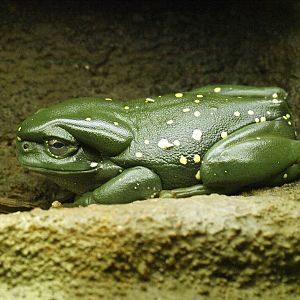 Splendid Tree Frog