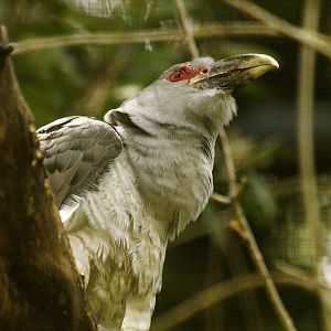 Channel-billed cuckoo