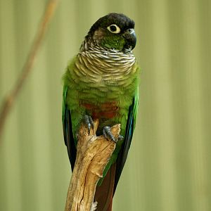 Green-cheeked conure
