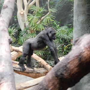 11/14/2015 - Female Gorilla