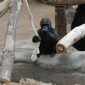 11/14/2015 - Sulaiman