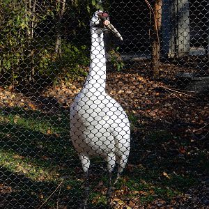 11/14/2015 - Whooping Crane