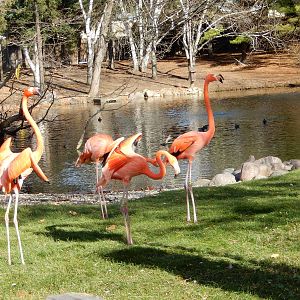 11/14/2015 - Caribbean Flamingos
