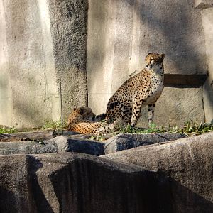 11/14/2015 - The Cheetah Girls