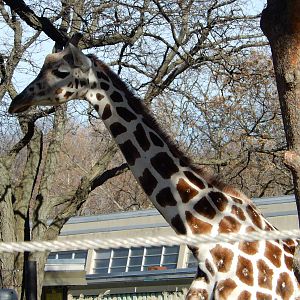 11/14/2015 - Ziggy the Proud Mother