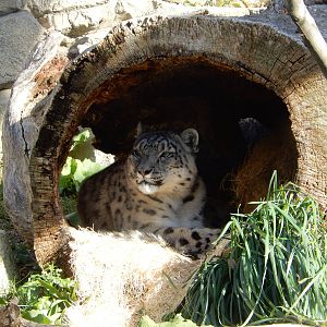 11/14/2015 - Snow Leopard