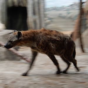 11/14/2015 - Panning Hyena
