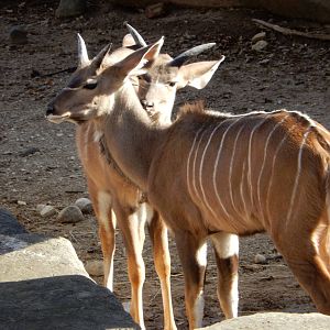 11/14/2015 - Greater Kudu Calves