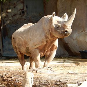 11/14/2015 - Black Rhino