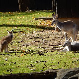 11/14/2015 - Red Kangaroos