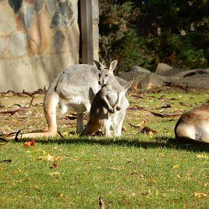 11/14/2015 - Red Kangaroo Joey