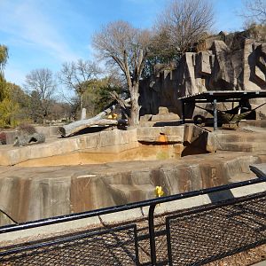 11/14/2015 - Brown Bear Exhibit