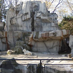 11/14/2015 - Dall Sheep Exhibit