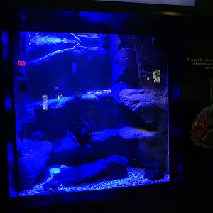 11/14/2015 - Octopus Tank Reopened