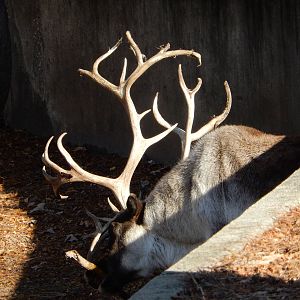 11/14/2015 - Caribou