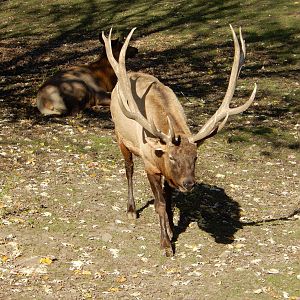 11/14/2015 - Comanche