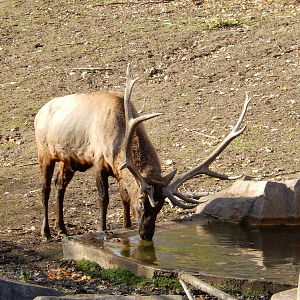 11/14/2015 - Comanche