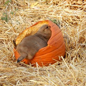 11/14/2015 - Prairie Pumpkin Dog