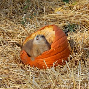 11/14/2015 - Prairie Pumpkin Dog