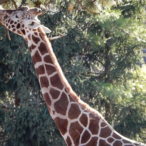 11/14/2015 - Bahatika the Proud Father