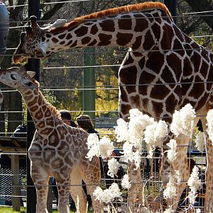 11/14/2015 - Tafari and Marlee
