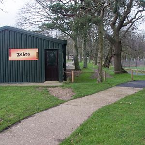 Grevys zebra (housing) : Whipsnade : 17 Dec 2015
