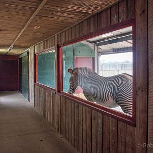 Grevys zebra (housing) : Whipsnade : 17 Dec 2015