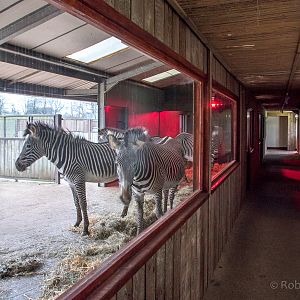 Grevys zebra (housing) : Whipsnade : 17 Dec 2015