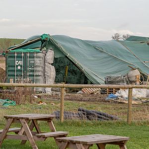 Malayan tiger (exhibit) : Hamerton : 06 Dec 2015