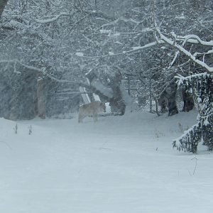 1/4/2015 - Wolf of the Storm