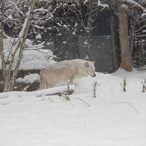 1/4/2015 - Gray Wolf