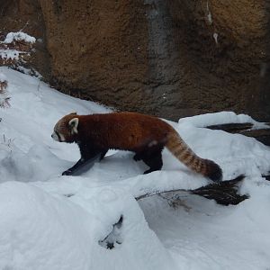 1/4/2015 - "Dash" Through the Snow