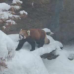 1/4/2015 - "Dash" Through the Snow