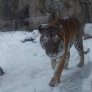 1/4/2015 - Amur Tiger
