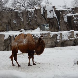 1/4/2015 - Bactrian Camels and Tiger