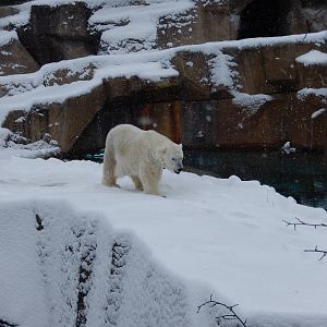 1/4/2015 - Snow Lilly