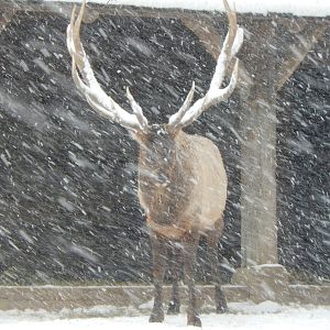 1/4/2015 - Elk of the Storm
