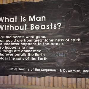 Fragile Forest, December 2015