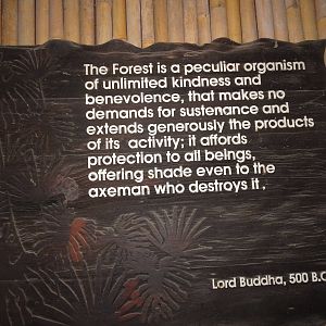 Fragile Forest, December 2015