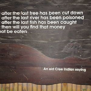 Fragile Forest, December 2015